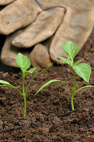 Plants Sprouting from Mulch